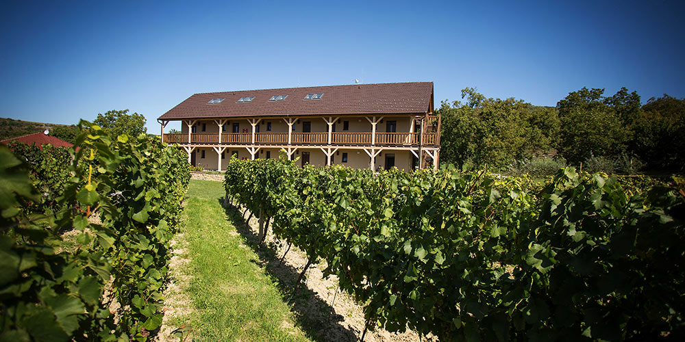 Jógový víkend s degustací vína a ubytováním přímo ve vinohradu